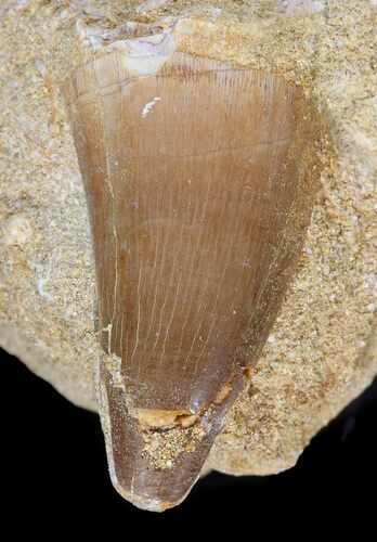 Mosasaur (Prognathodon) Tooth In Rock #43887